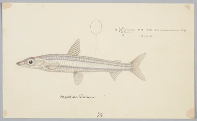 Décagone d